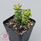 Crassula perforata variegated