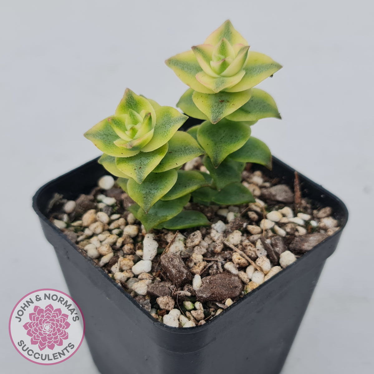 Crassula perforata variegated