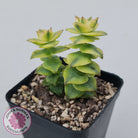 Crassula perforata variegated