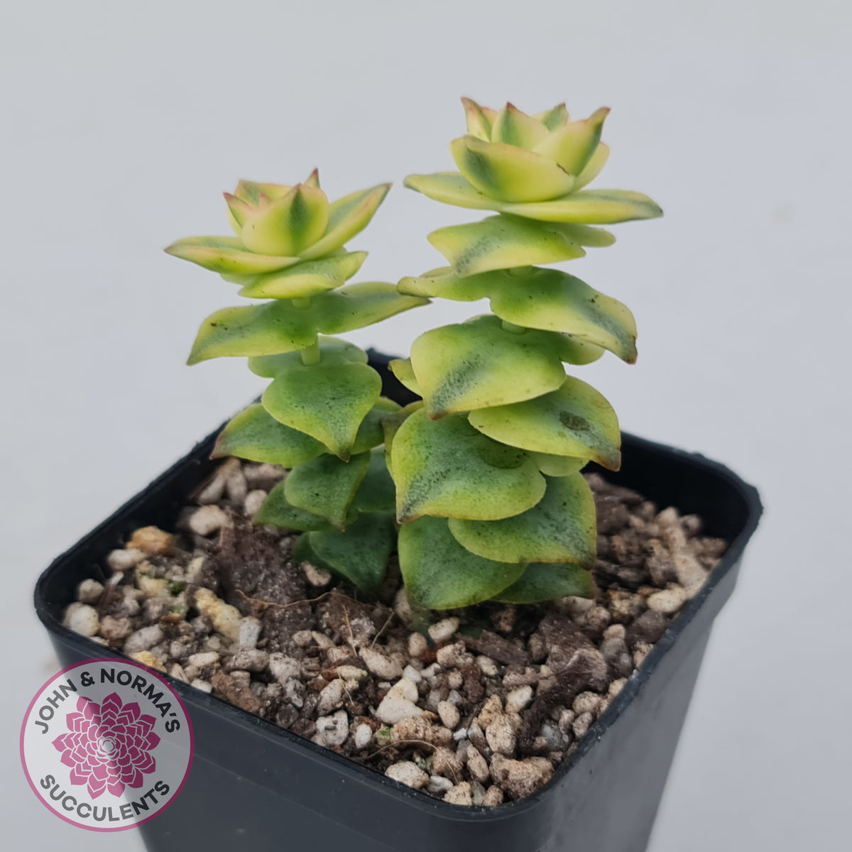 Crassula perforata variegated