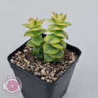 Crassula perforata variegated