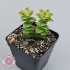 Crassula perforata variegated