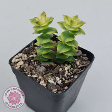 Load image into Gallery viewer, Crassula perforata variegated
