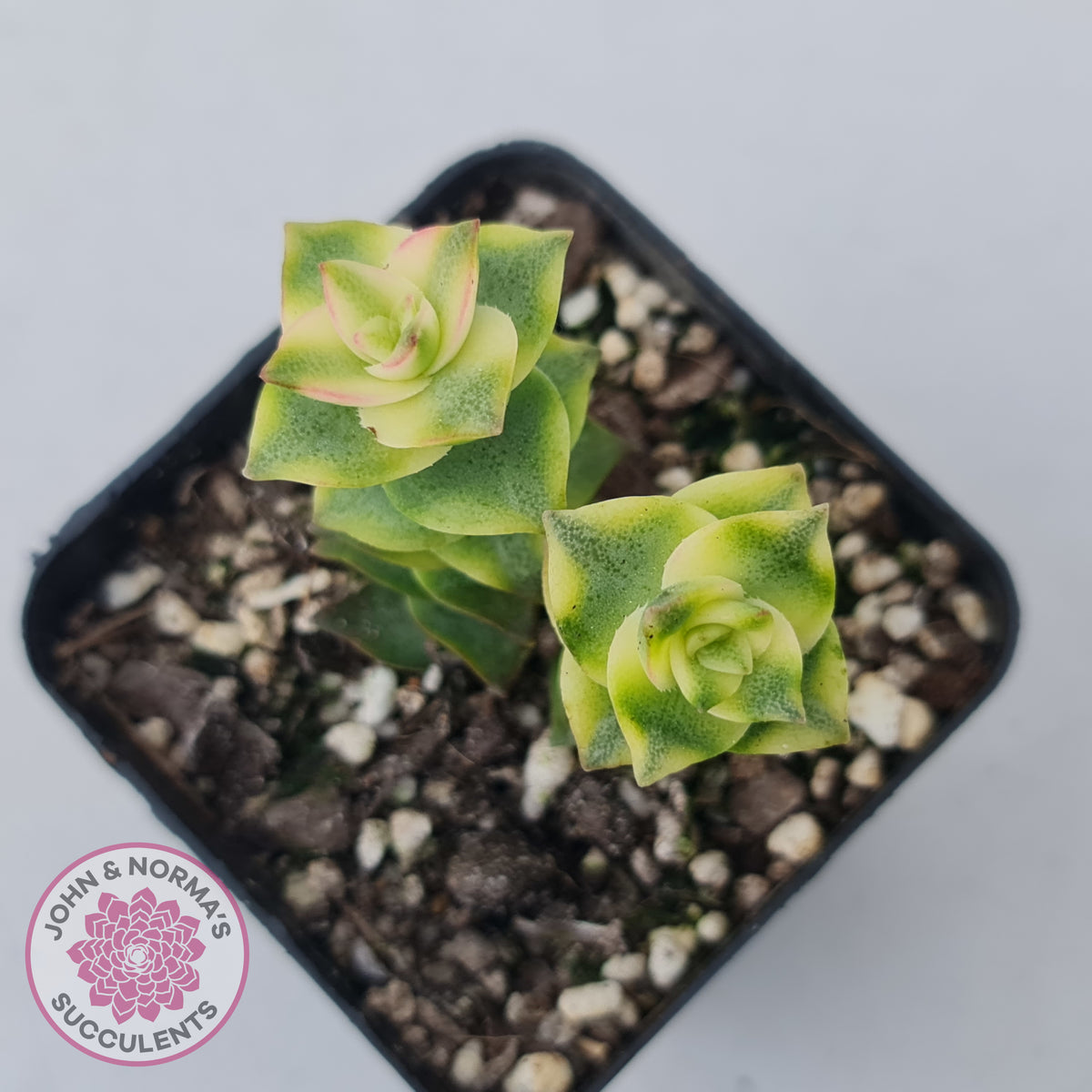 Crassula perforata variegated