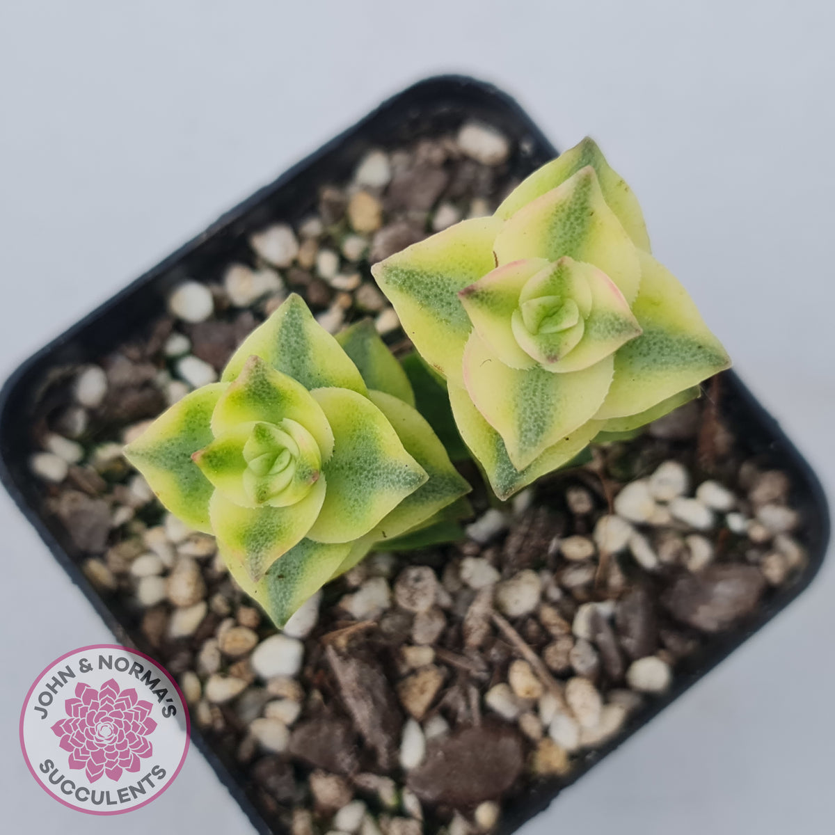 Crassula perforata variegated