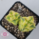 Crassula perforata variegated