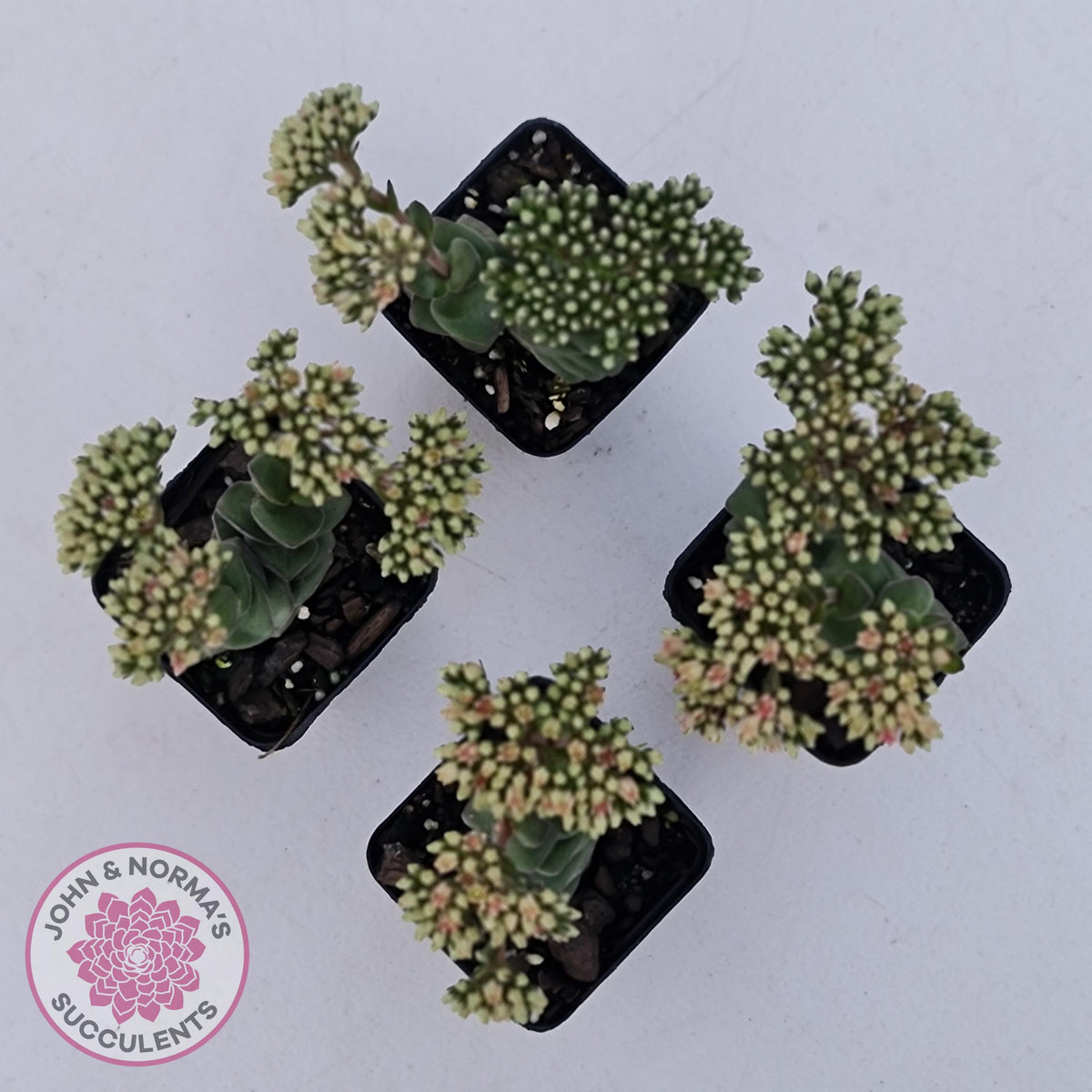 Crassula perforata sp.