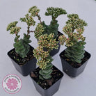 Crassula perforata sp.