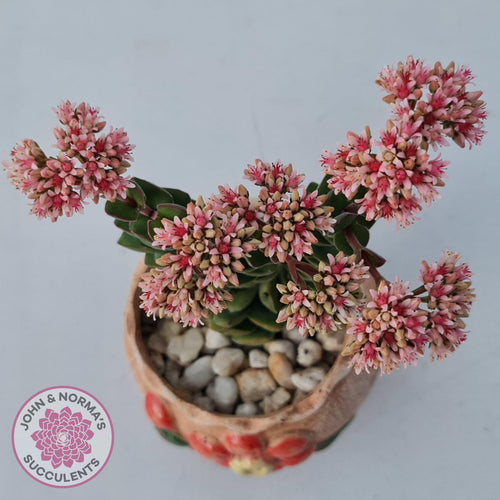 Crassula Perforata sp - John & Norma's Succulents Australia