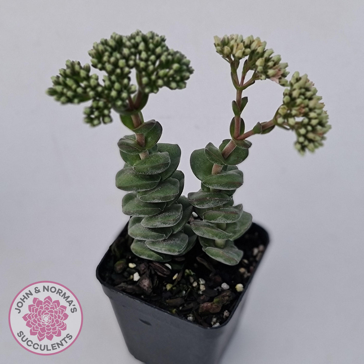 Crassula perforata sp.