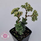 Crassula perforata sp.