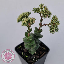 Load image into Gallery viewer, Crassula Perforata sp - John &amp; Norma&#39;s Succulents Australia
