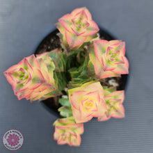 Load image into Gallery viewer, Crassula perforata variegated
