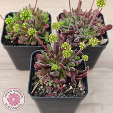 Load image into Gallery viewer, Crassula pubescens
