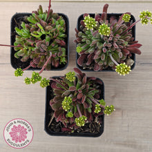 Load image into Gallery viewer, Crassula pubescens
