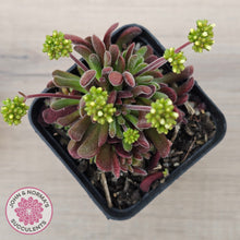Load image into Gallery viewer, Crassula pubescens
