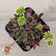 Load image into Gallery viewer, Crassula pubescens

