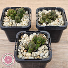 Crassula quadrangularis (sm)