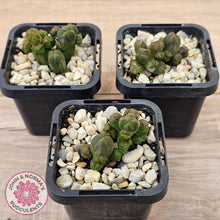 Load image into Gallery viewer, Crassula quadrangularis (sm)

