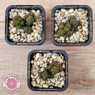 Crassula quadrangularis (sm)