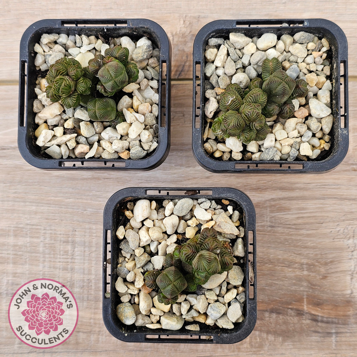Crassula quadrangularis (sm)
