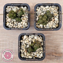 Load image into Gallery viewer, Crassula quadrangularis (sm)

