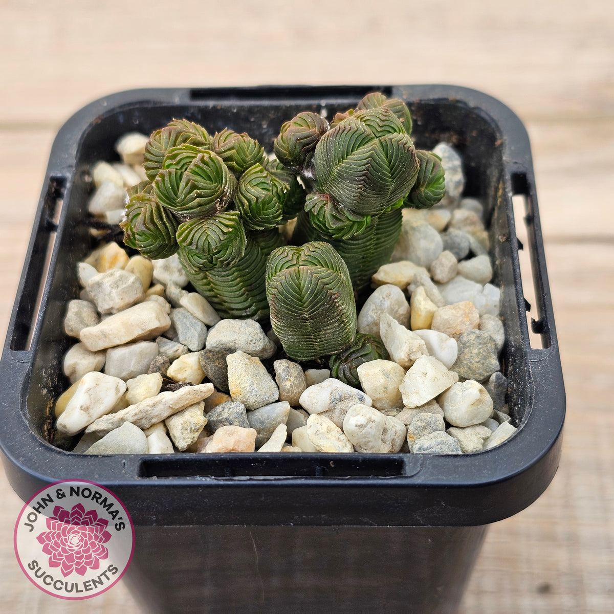 Crassula quadrangularis (sm)