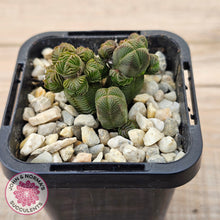 Load image into Gallery viewer, Crassula quadrangularis (sm)
