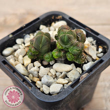 Load image into Gallery viewer, Crassula quadrangularis (sm)
