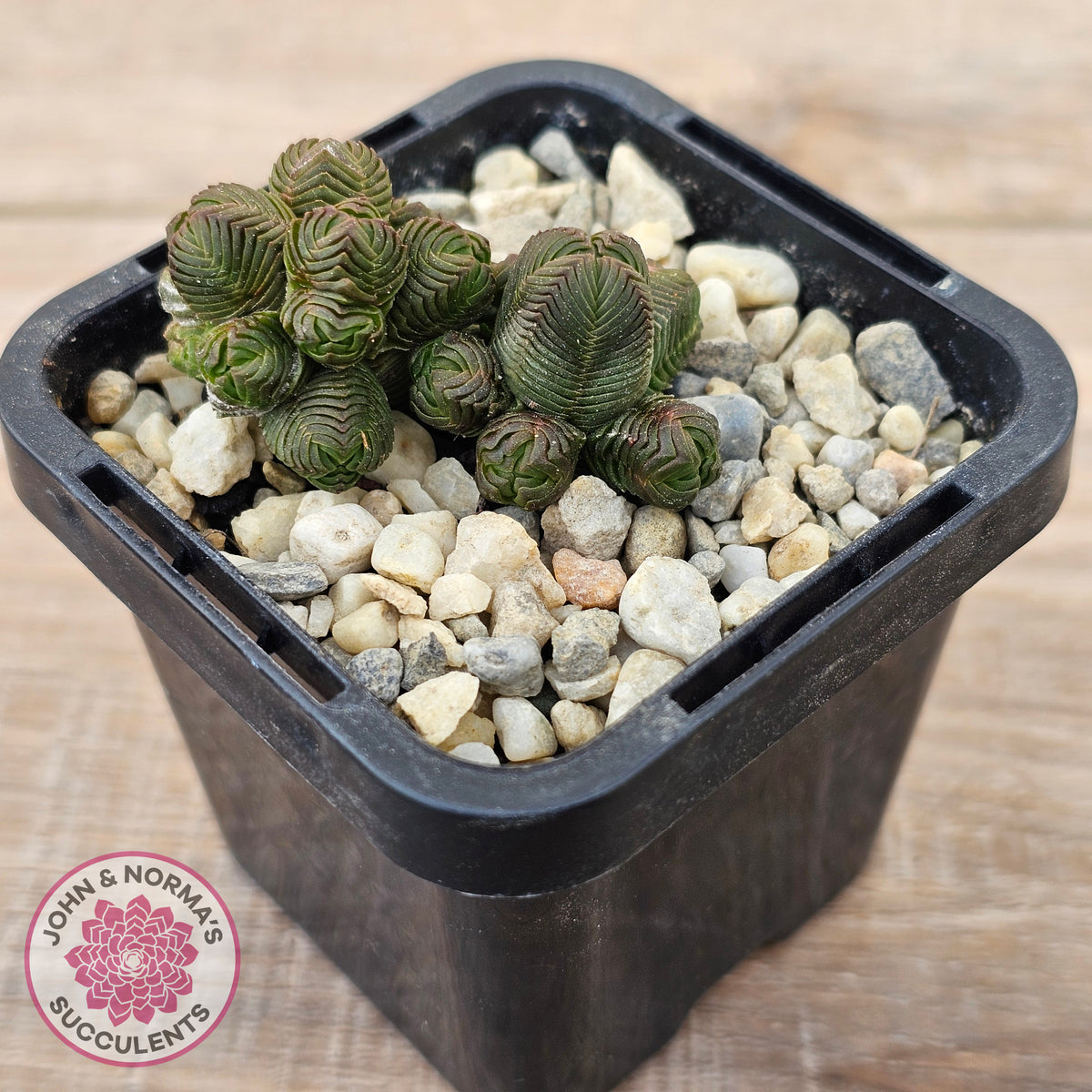 Crassula quadrangularis (sm)