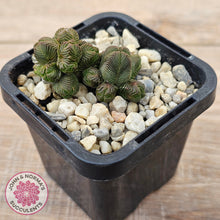 Load image into Gallery viewer, Crassula quadrangularis (sm)
