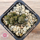 Crassula quadrangularis (sm)