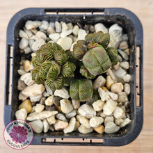 Load image into Gallery viewer, Crassula quadrangularis (sm)
