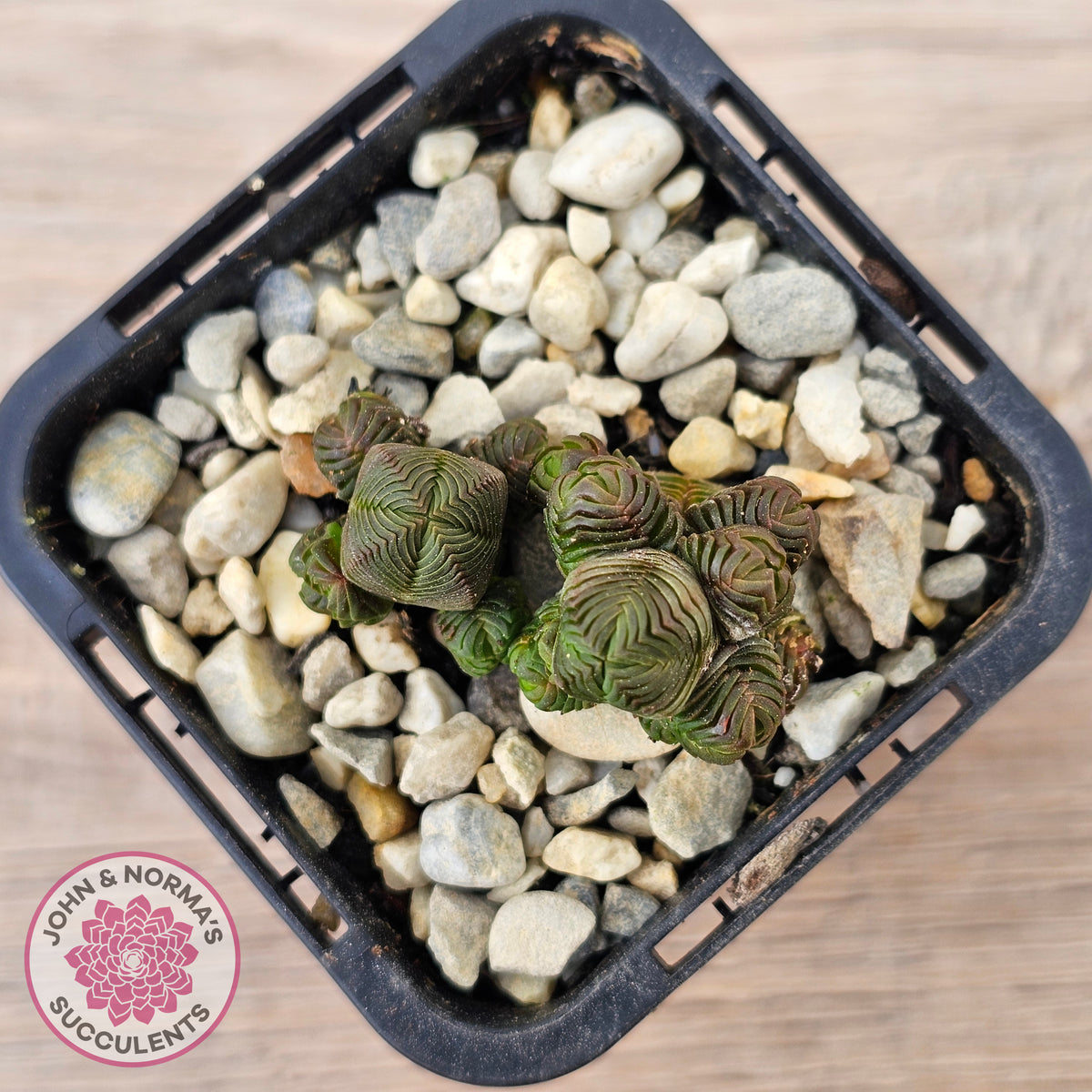 Crassula quadrangularis (sm)