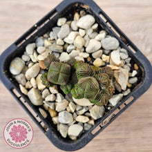 Load image into Gallery viewer, Crassula quadrangularis (sm)
