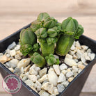 Crassula quadrangularis (sm)