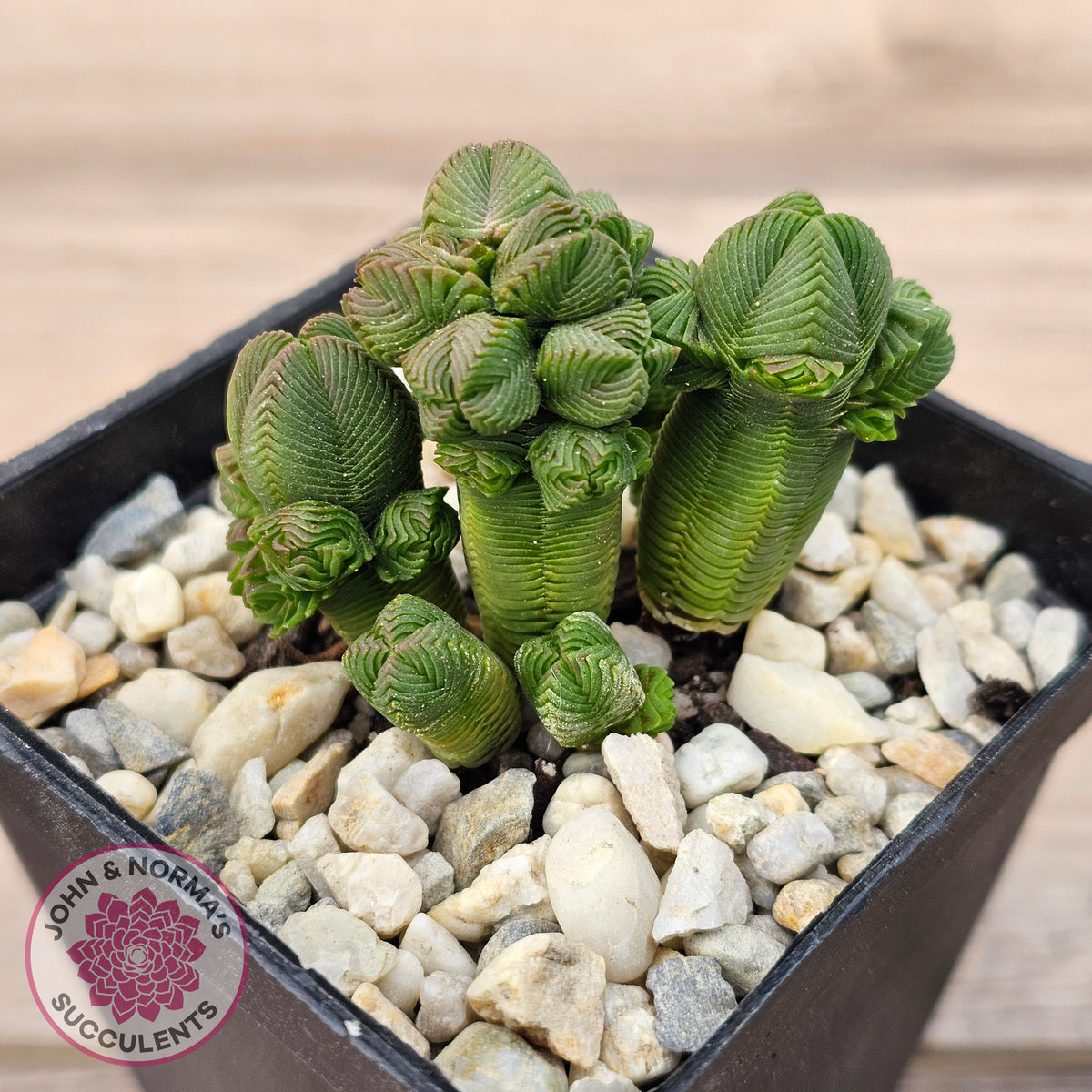 Crassula quadrangularis (sm)