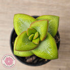 Crassula rupestris 'Daruma Star'