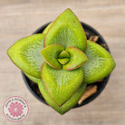 Crassula rupestris 'Daruma Star'