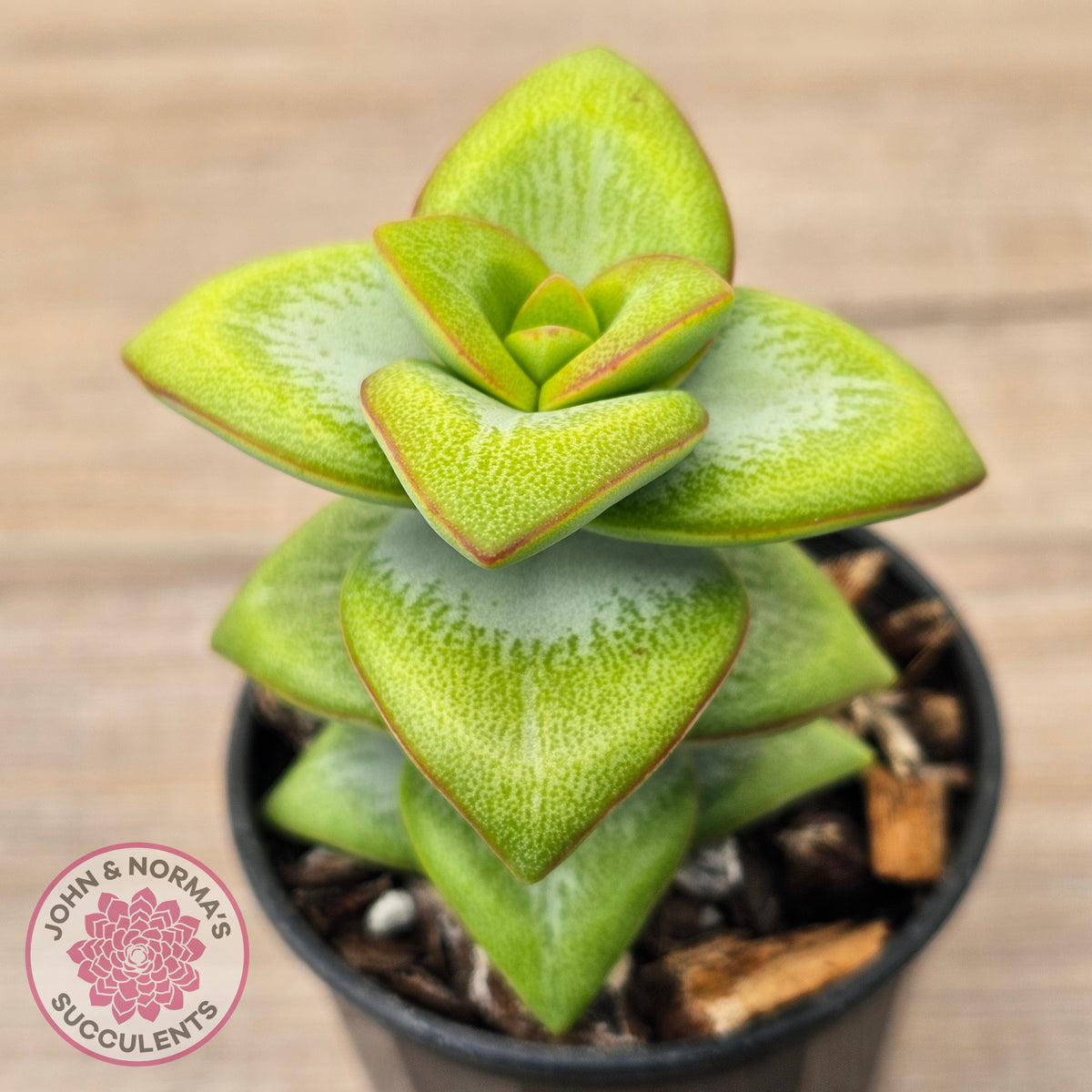 Crassula rupestris 'Daruma Star'