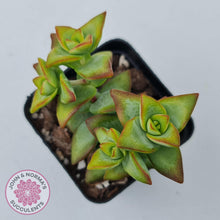 Load image into Gallery viewer, Crassula rupestris &#39;High Voltage&#39; - John &amp; Norma&#39;s Succulents Australia
