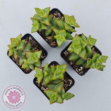 Load image into Gallery viewer, Crassula rupestris &#39;High Voltage&#39; - John &amp; Norma&#39;s Succulents Australia
