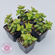 Load image into Gallery viewer, Crassula rupestris &#39;High Voltage&#39; - John &amp; Norma&#39;s Succulents Australia
