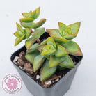 Crassula rupestris 'High Voltage'