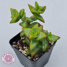 Load image into Gallery viewer, Crassula rupestris &#39;High Voltage&#39; - John &amp; Norma&#39;s Succulents Australia
