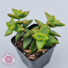 Load image into Gallery viewer, Crassula rupestris &#39;High Voltage&#39; - John &amp; Norma&#39;s Succulents Australia
