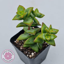 Load image into Gallery viewer, Crassula rupestris &#39;High Voltage&#39; - John &amp; Norma&#39;s Succulents Australia
