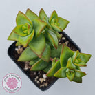 Crassula rupestris 'High Voltage'