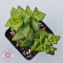 Load image into Gallery viewer, Crassula rupestris &#39;High Voltage&#39; - John &amp; Norma&#39;s Succulents Australia
