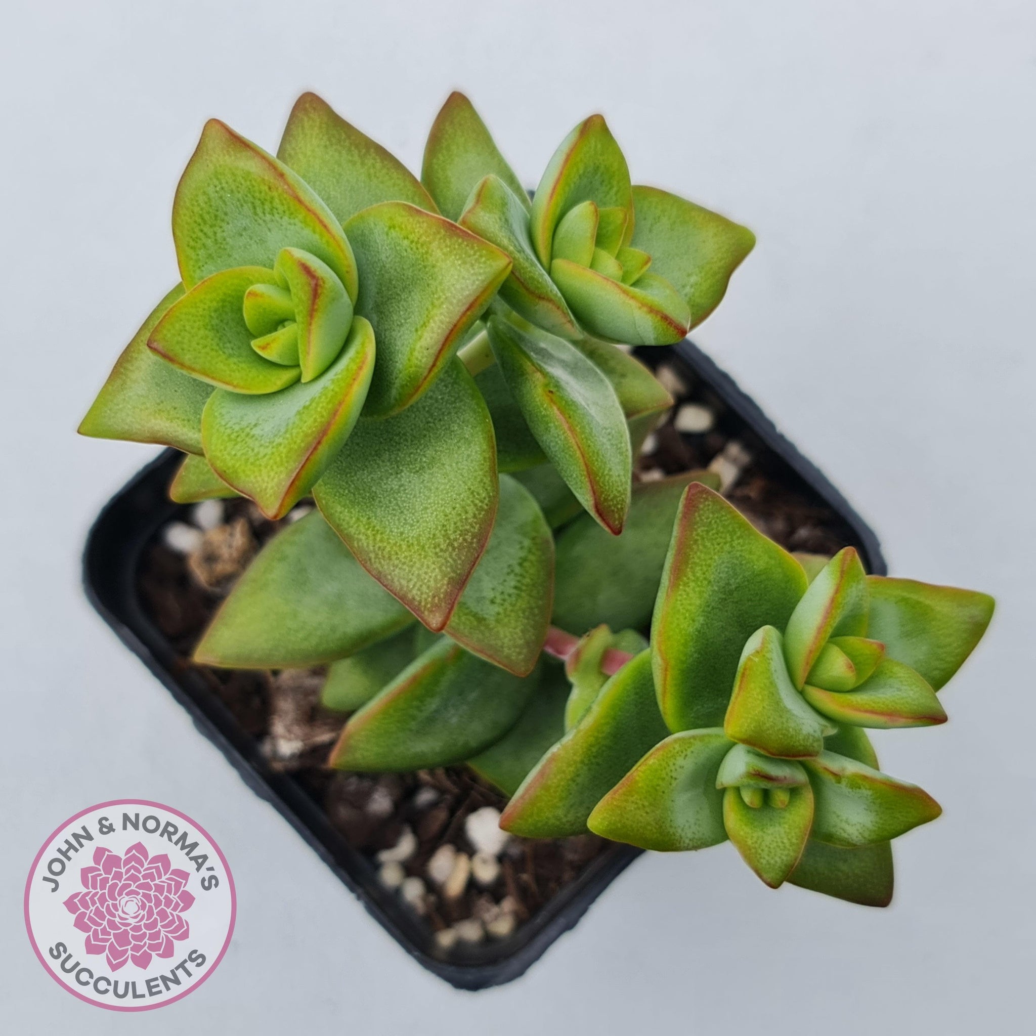 high voltage succulent Buy Crassula rupestris 'High Voltage' Australia